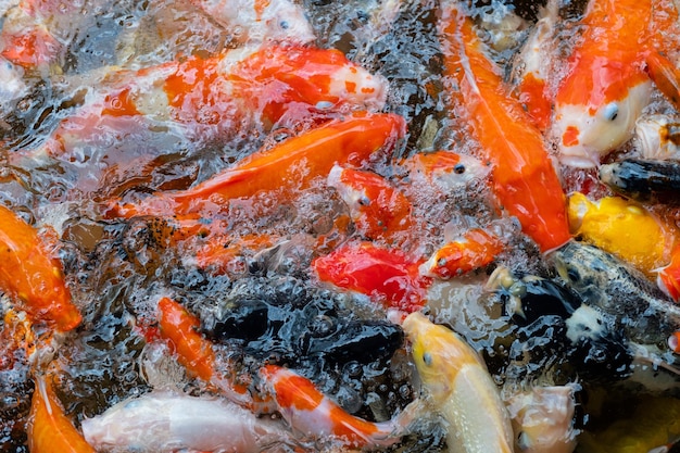 Fondo de estanque de peces carpa fondo colorido Carpa de lujo