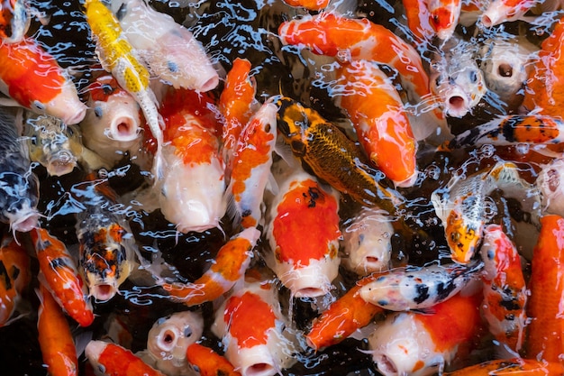 Fondo de estanque de peces carpa fondo colorido Carpa de lujo