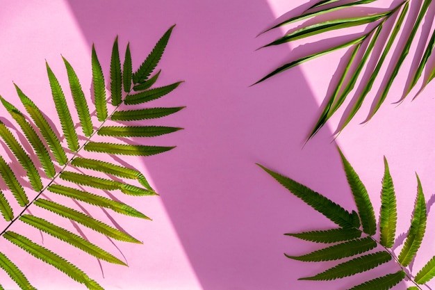 Fondo de estilo de verano minimalista. hojas de palmera sobre papel rosa