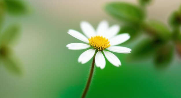 fondo de flor 4 k papel tapiz