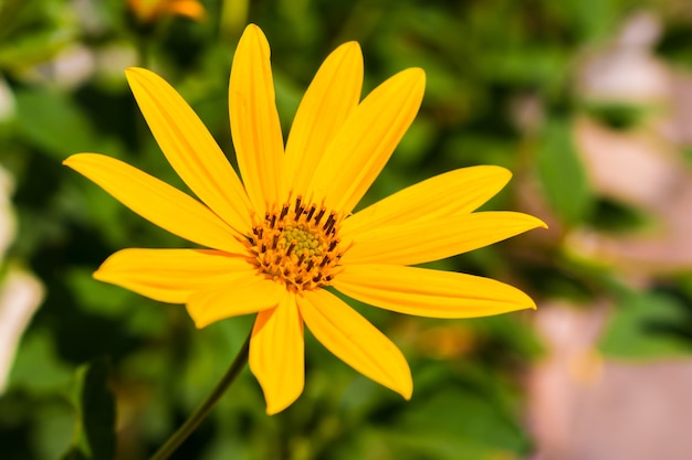 Fondo de flor amarilla hermosa pradera