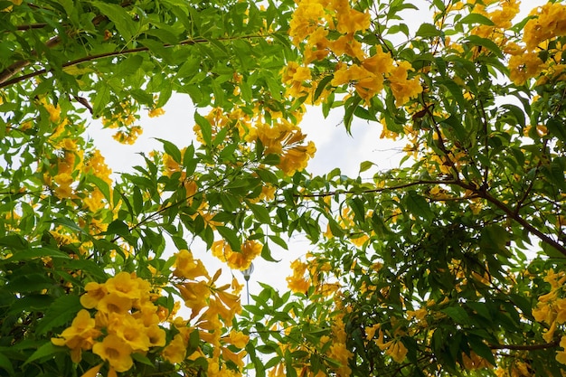 Fondo de flor amarilla en verano