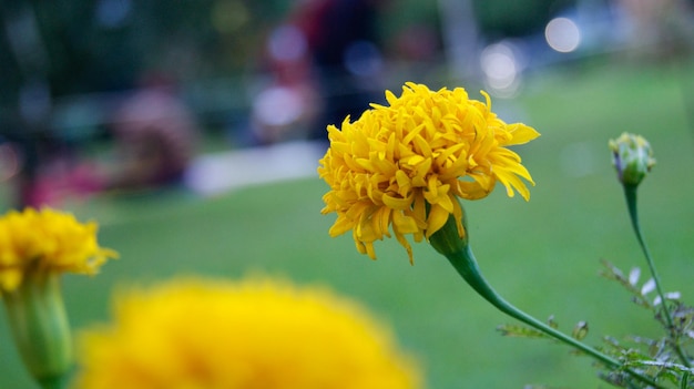 Fondo de flor amarilla