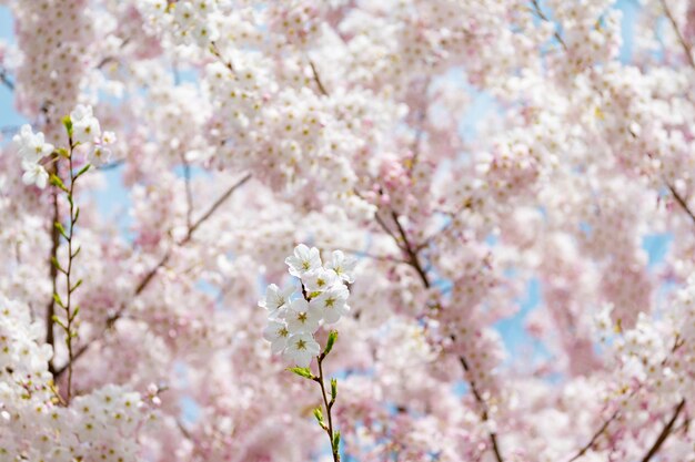 Fondo de flor de árbol de sakura en verano