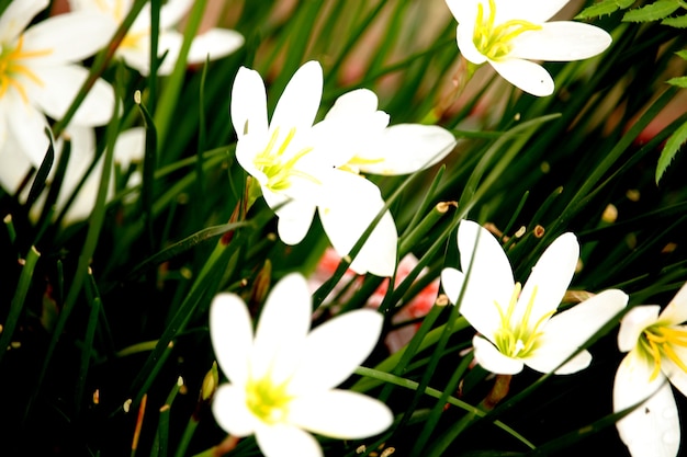 Fondo de la flor blanca