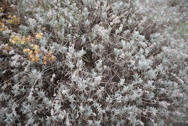 Fondo de flor blanca