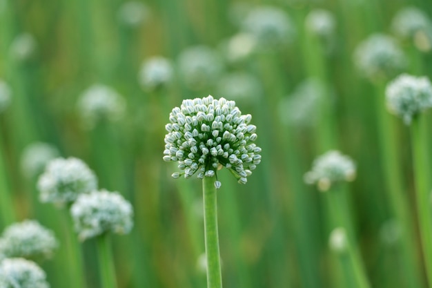 Fondo de flor de cebolla verde