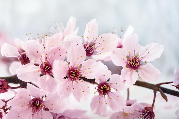 Fondo de flor de cerezo rosa con espacio de copia Rama de cerezo en flor