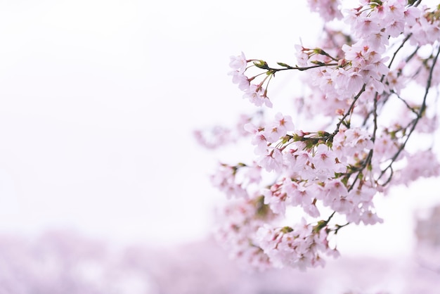 Fondo de flor de cerezo de sakura que se avecina en primavera