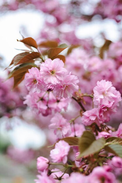 Foto el fondo de la flor de cerezo