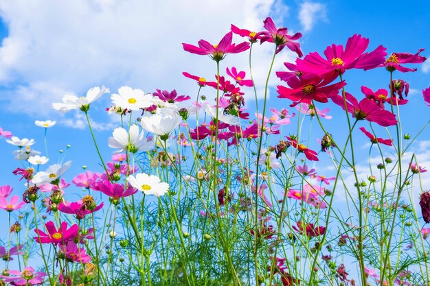 El fondo de la flor del cosmos y el cielo azul