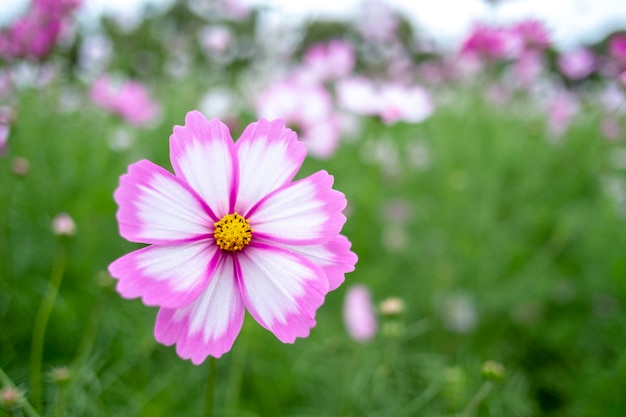 Fondo de flor de cosmos.