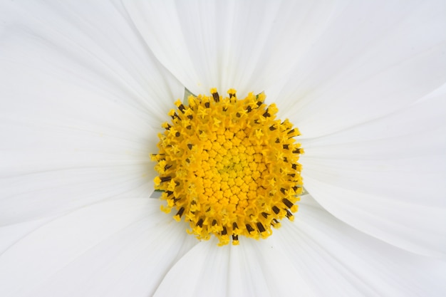 Fondo de flor de cosmos