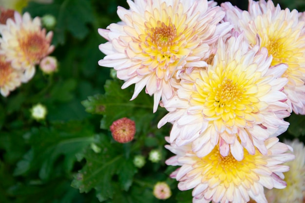 Fondo de flor de crisantemo blanco