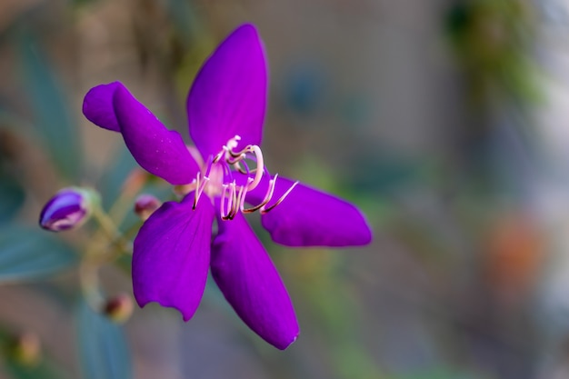 Foto fondo de flor desenfoque bokeh