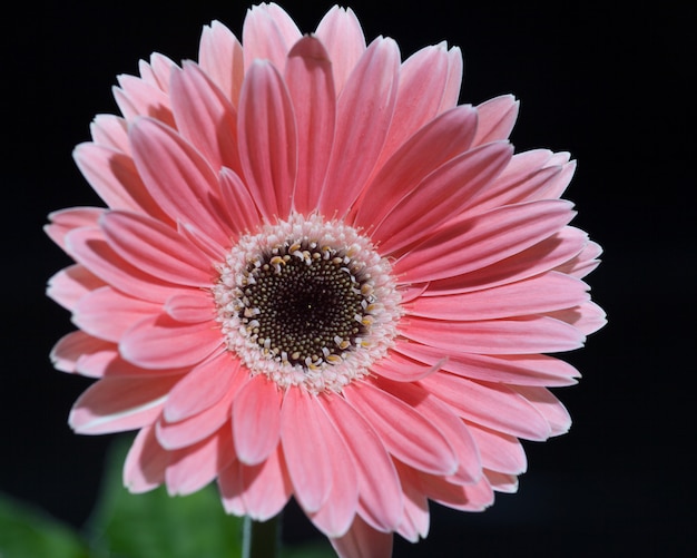 Fondo de flor de gerbera y primavera