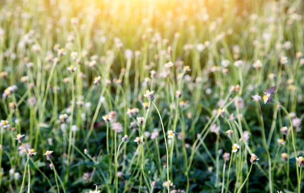 Fondo de flor y hierba