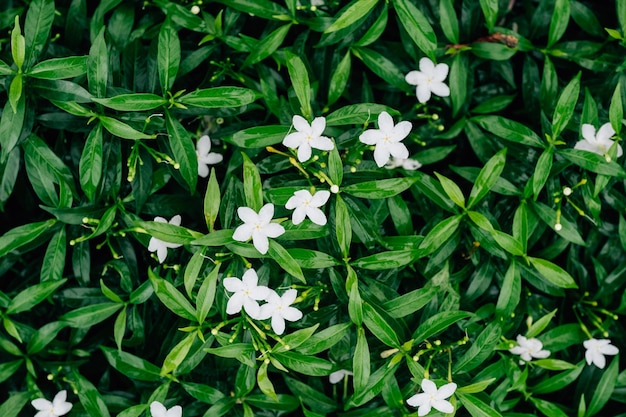 El fondo de la flor de jazmín de Gardenia crape blanco de primer plano