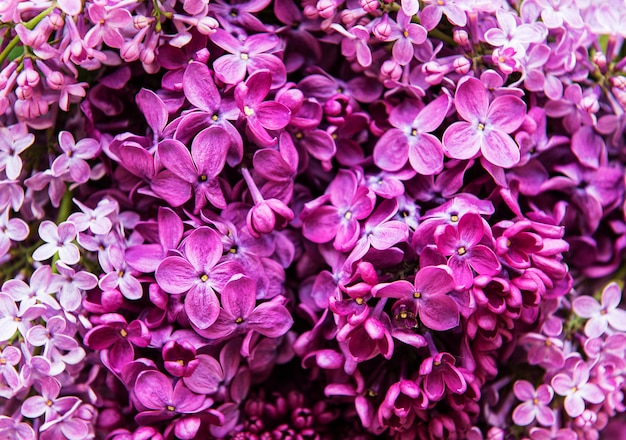 Fondo de flor lila violeta o textura natural orgánica