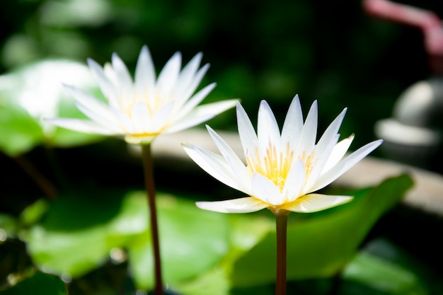 Fondo de flor de loto blanco