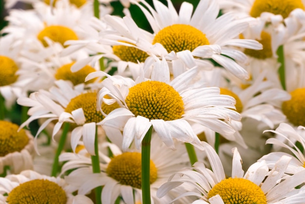 Fondo de flor de manzanilla blanca y amarilla