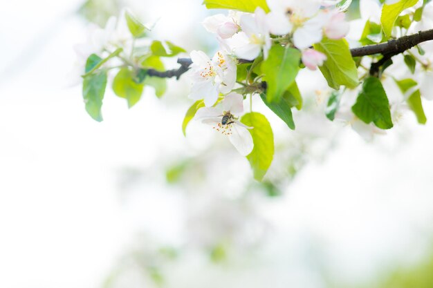 Fondo de flor de manzano de primavera con sol Hermosa escena de la naturaleza con manzano floreciente