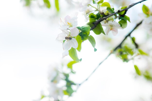 Fondo de flor de manzano de primavera con sol Hermosa escena de la naturaleza con manzano floreciente