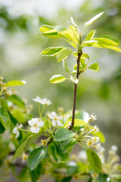 Fondo de flor de manzano de primavera con sol Hermosa escena de la naturaleza con manzano floreciente