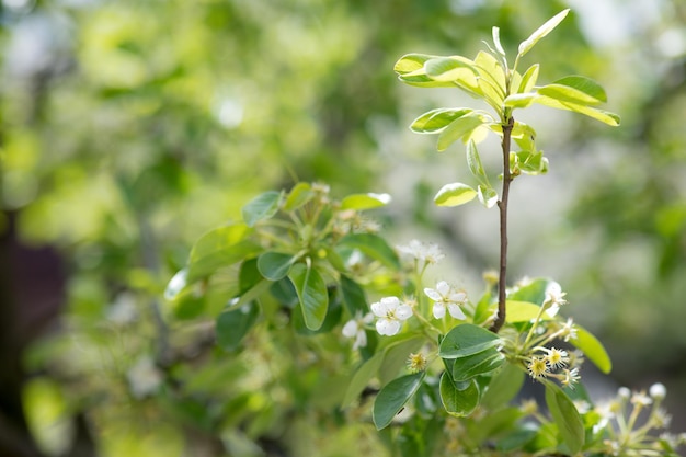 Fondo de flor de manzano de primavera con sol Hermosa escena de la naturaleza con manzano floreciente