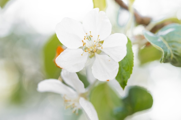 Fondo de flor de manzano de primavera con sol Hermosa escena de la naturaleza con manzano floreciente