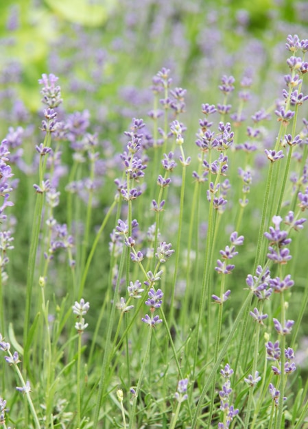 Fondo de flor natural, vista de la naturaleza de flores de lavanda púrpura que florecen en el jardín.