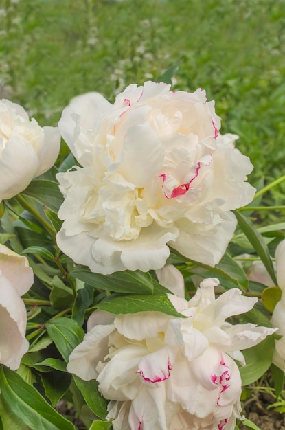 Fondo de flor de peonía blanca