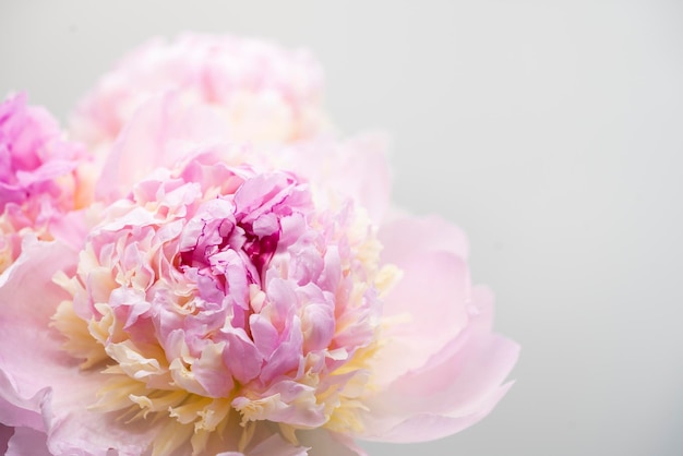 Fondo de flor de peonía rosa hermosa primavera