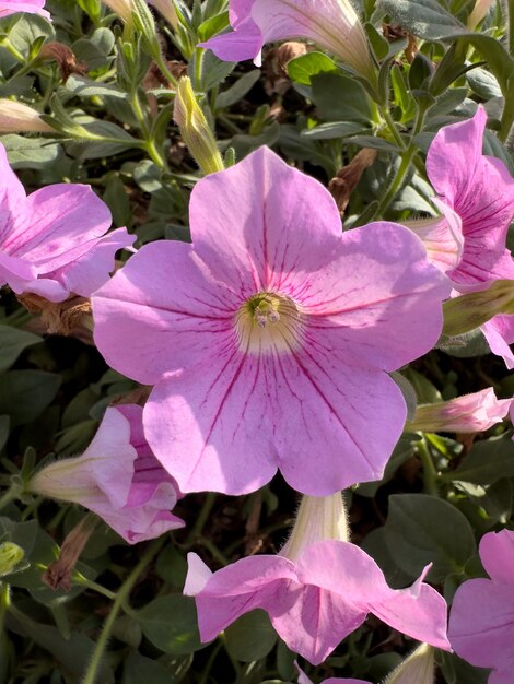 Foto fondo de flor de petunia de jardín rosa