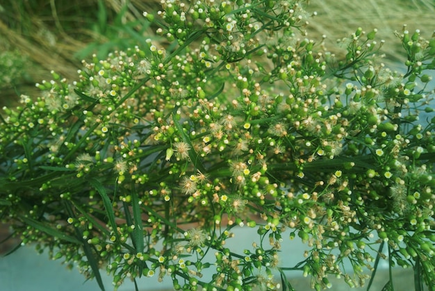 Fondo de flor de planta verde y amarillo