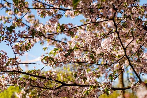 Fondo de flor de primavera. Hermosa escena natural de un árbol floreciente. Flores rosadas en las ramas.