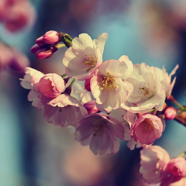 Fondo de flor de primavera Hermosa escena de la naturaleza con un árbol floreciente en primavera