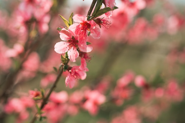 Fondo de flor de primavera. Hermosa naturaleza con árboles en flor. Flores de primavera.