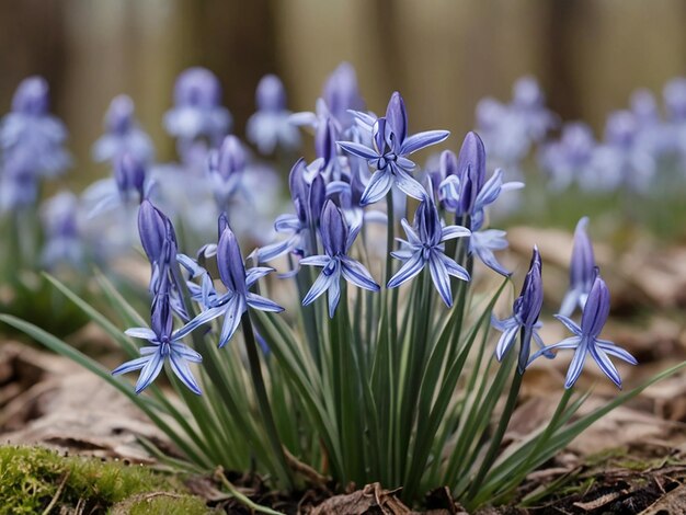 Foto el fondo de la flor de primavera