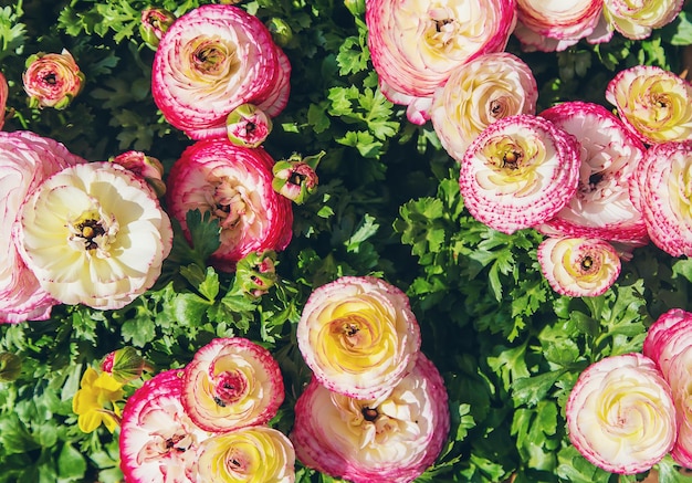 Fondo de flor de ranúnculo rosa Enfoque selectivo