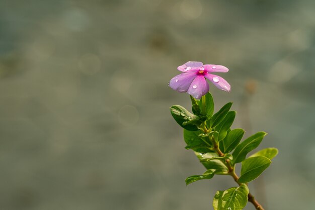 Fondo de flor rosa hermosa