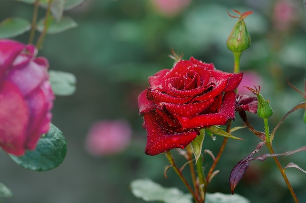 Fondo de flor rosa roja Rosas rojas en un arbusto en un jardín Flor rosa roja Rosa roja Borgoña