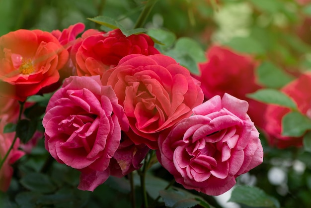 Fondo de flor rosa roja Rosas rojas en un arbusto en un jardín Flor rosa roja Rosa roja Escarlata
