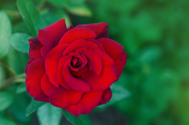 Foto fondo de flor rosa roja rosas rojas en un arbusto en un jardín flor rosa roja rosa roja kardinal