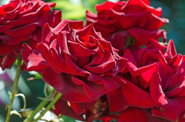 Fondo de flor rosa roja. Rosas rojas en un arbusto en un jardín. Flor rosa roja. Rosa roja Kardinal