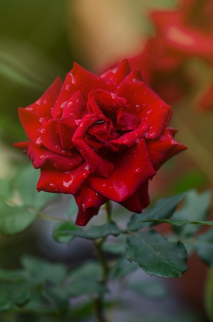 Fondo de flor rosa roja Rosas rojas en un arbusto en un jardín Flor rosa roja Rosa roja Orgullo de Inglaterra