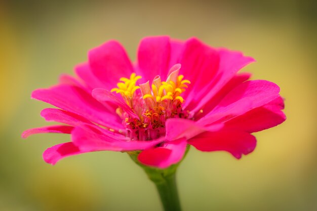 Fondo de flor rosa