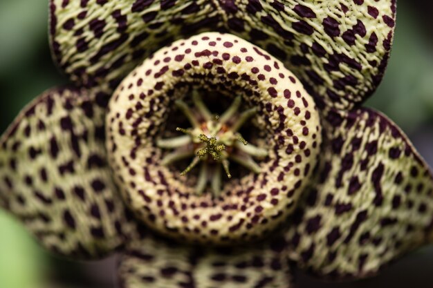 Fondo de flor de Stapelia variegata