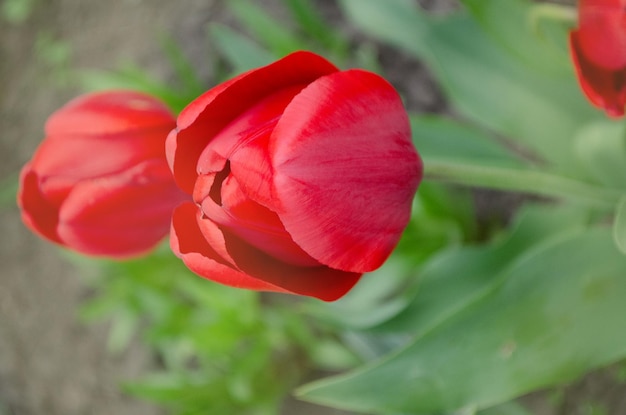 Fondo de flor de tulipán rojo Tulipán rojo en el jardín Campo de hermosos tulipanes rojos