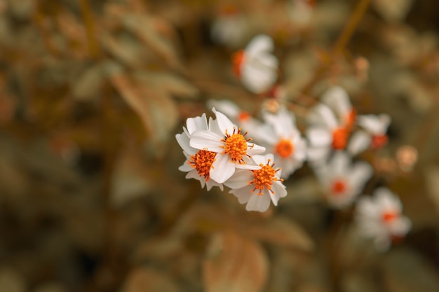 Fondo de flor de verano de estilo vintage